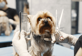 Pet Grooming